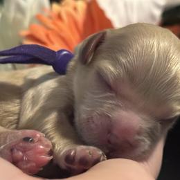 Cavapoo Puppies from Honey & Lemon Royalty