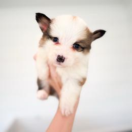 Green - Anne Boleyn (fluffy) - Red female Pembroke Welsh Corgi puppy in Milan, Georgia from Williams’ Welsh Corgis LLC