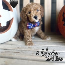 Bear - Red male Cavapoo puppy in Runaway Bay, Texas from Green Ranch Doodles