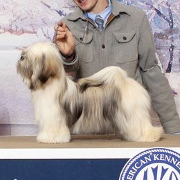Jade - Lhasa Apso