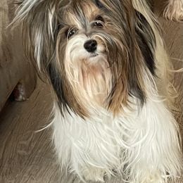 Vivi - Biewer Terrier