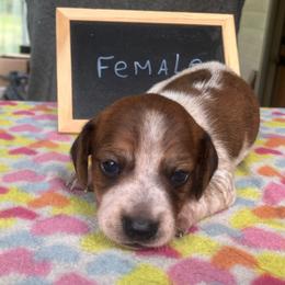Maddy - Piebald female Dachshund puppy in Sharon Springs, New York from Show Us The Way Homestead