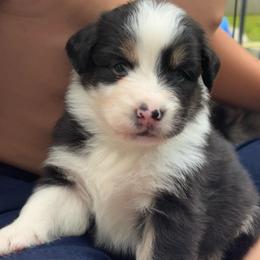 Tahm Kench (half tail) - Black tri-color male Australian Shepherd puppy in Jacksonville, Florida from Solace Australian Shepherds