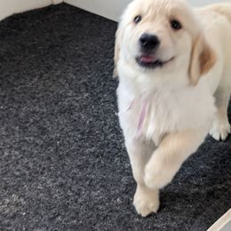 Golden Retriever Puppies from Sandy's Golden Pups