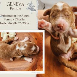 Geneva - Red  female Goldendoodle puppy in Hilton, New York from The House of Goldendoodle