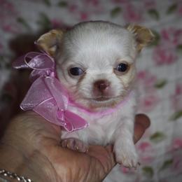 Millie - Cream and white female Chihuahua puppy in Gloucester, Virginia from Charlotte's Web of Chihuahuas