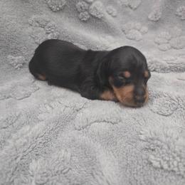 Orange - Black and tan female Dachshund puppy in Mulberry, Florida from J's Mini Dachshunds