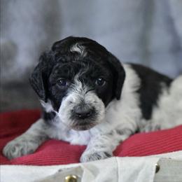 Girl 4 - Parti female Poodle puppy in Bauxite, Arkansas from Mountain Ridge Poodles