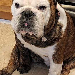 Bulldogs from Dealan De Bulldogs