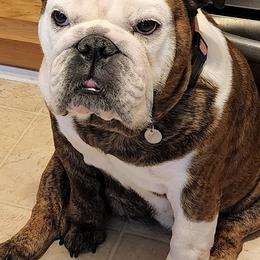 Bulldogs from Dealan De Bulldogs