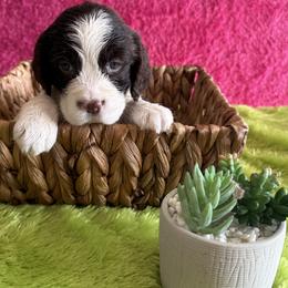 Gloria - Liver and white female English Springer Spaniel puppy in North Carolina from Ebenezer Valley ESS