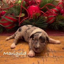 Marigold - Blue merle female Aussiedoodle puppy in Cartersville, Georgia from Simply Blessed Doodles