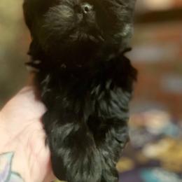 Shih Tzu Puppies from Amanda's Shih Tzu