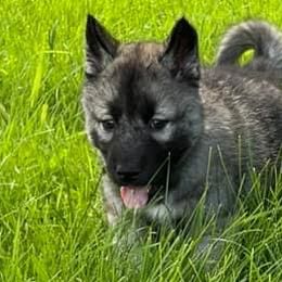 Bishop 🧡 Agouti - Agouti and white Siberian Husky puppy in Fairborn, Ohio from Haven of Free Spirits