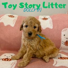 Dolly - Apricot female Goldendoodle puppy in Houston, Texas from Golden Life Doodles