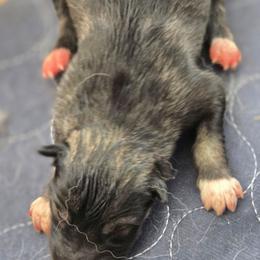 Agouti - Agouti and white female Gerberian Shepsky puppy in Gorman, Texas from Bransford Paw Pack/Timber Huskies