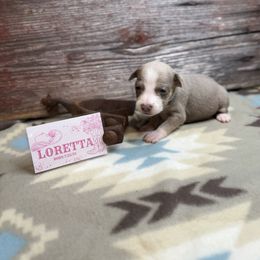 Loretta Lynn - Fawn white and tan female Rat Terrier puppy in Cushing, Oklahoma from Northwoods Rat Terriers