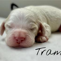 Tramp - Red roan male Cockapoo puppy in Mocksville, North Carolina from Little Bear Doodles