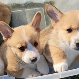 Pembroke Welsh Corgis from Win Row Farm