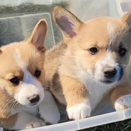 Pembroke Welsh Corgis from Win Row Farm