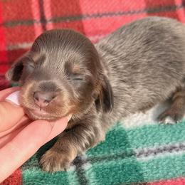 Bentley - Blue and tan male Dachshund puppy in Chelsea, Oklahoma from Elite Puppies of Oklahoma, LLC