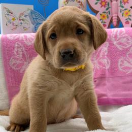 Yellow - Yellow female Labrador Retriever puppy in Heath Springs, South Carolina from Rich Hill Retrievers