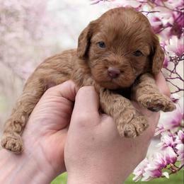 Daisy - Red female Cavapoo puppy in Coshocton, Ohio from Forever Family Puppies