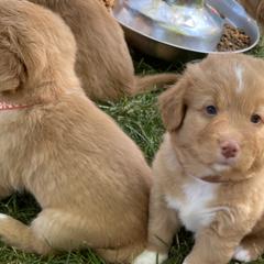 Nova Scotia Duck Tolling Retrievers from Forest Cove Tollers