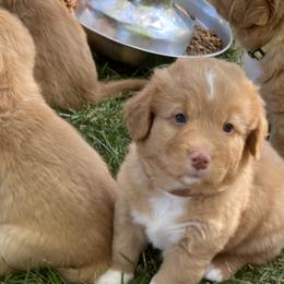 Nova Scotia Duck Tolling Retrievers from Forest Cove Tollers