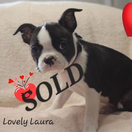 Lovely Laura - Black brindle and white female Boston Terrier puppy in Brooksville, Florida from Delamorés Pups