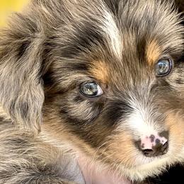 Aussiedoodles, Cavalier King Charles Spaniels, Cavapoos, and Toy Australian Shepherds from Darling Australians