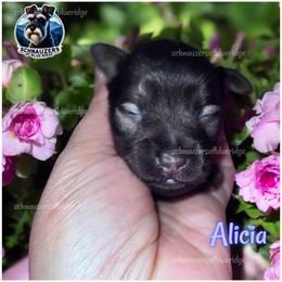 Alicia - Liver female Miniature Schnauzer puppy in Spruce Pine, North Carolina from Schnauzers of Blue Ridge