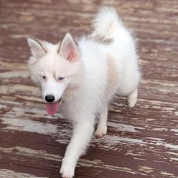 Hailey Blue eyes - Tri-color female Pomsky puppy in Hurleyville, New York from My Crazy Pomskys