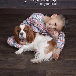 Cavalier King Charles Spaniel Puppies from Cavalier Kisses