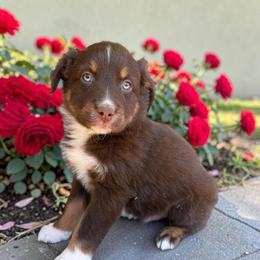 Jagger Galiher - Red tri-color male Australian Shepherd puppy in Statesville, North Carolina from Charming Australian Shepherds
