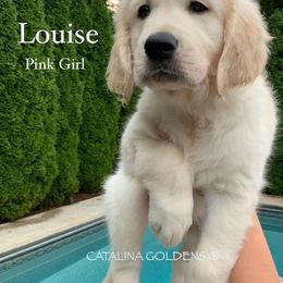 Golden Retriever Puppies from Catalina Goldens European Pedigree Companions®