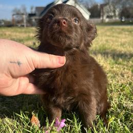 Little Mocha - Chocolate female Chihuahua puppy in Alvord, Texas from Gift of Gods Favor