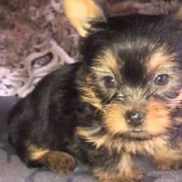 Goldendoodles, Poodles, and Yorkshire Terriers from A1 Designer Pups and More