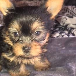 Goldendoodles, Poodles, and Yorkshire Terriers from A1 Designer Pups and More