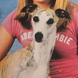 Willy - Whippet