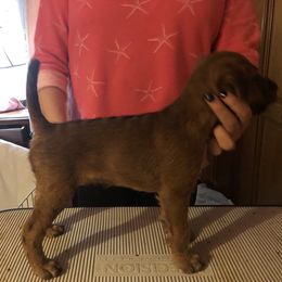 Irish Terrier Puppies from Galeway Irish Terriers