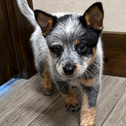 Cosmos - Blue mottled male Australian Cattle Dog puppy in Seneca, Missouri from MO Morningstar Heelers