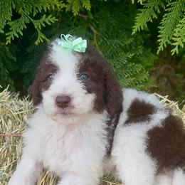 Lenny - Brown and white female Aussiedoodle puppy in Denton, Maryland from Royal Conron Doodles