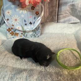 Ren - Black and white male Shih Tzu puppy in Success, Missouri from Salty Pawz Kennel LLC