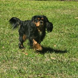 Lincoln - Cavalier King Charles Spaniel