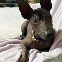 SOL - Xoloitzcuintli