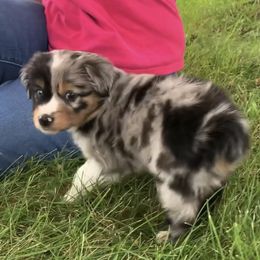 Miniature Australian Shepherd and Toy Australian Shepherd Puppies from Pawesome Lil Aussies