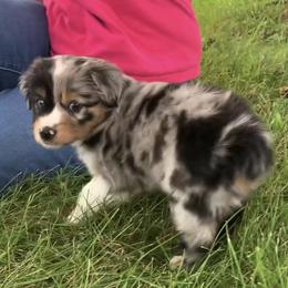 Miniature Australian Shepherd and Toy Australian Shepherd Puppies from Pawesome Lil Aussies