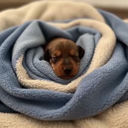 Copper - Red male Dachshund puppy in Littlestown, Pennsylvania from Little Kisses Doxies