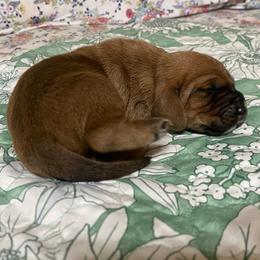 Angus - Mahogany and white male Basset Hound puppy in Daleville, Alabama from Home Grown Basset Hounds of Alabama